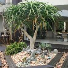 Aloe barberae -Tree Aloe - 5 Seed Pack - Indigenous Succulent - Worldwide Shipping, NEW