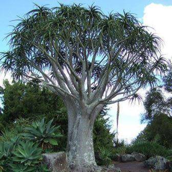 Aloe barberae -Tree Aloe - 5 Seed Pack - Indigenous Succulent - Worldwide Shipping, NEW