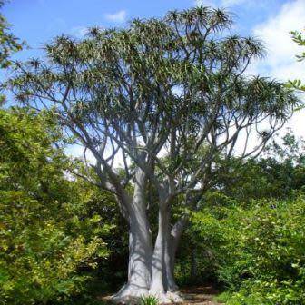 Aloe barberae -Tree Aloe - 5 Seed Pack - Indigenous Succulent - Worldwide Shipping, NEW