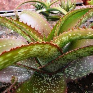 Aloe dyeri Seeds - Indigenous Succulent - Worldwide Shipping, NEW