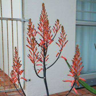 Aloe dyeri Seeds - Indigenous Succulent - Worldwide Shipping, NEW