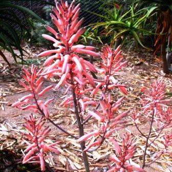 Aloe greenii Seeds - Indigenous Succulent - Combined Worldwide Shipping