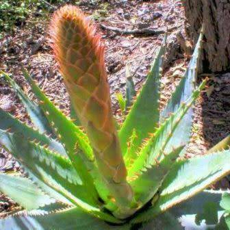 Aloe lineata Seeds - Mitre Aloe - Indigenous Succulent - Combined Worldwide Shipping