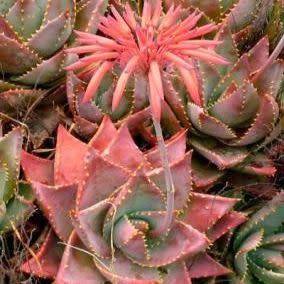 Aloe mitriformis - Bishop's Cap Aloe - 5 Seed Pack - Indigenous Succulent - Worldwide Shipping, NEW