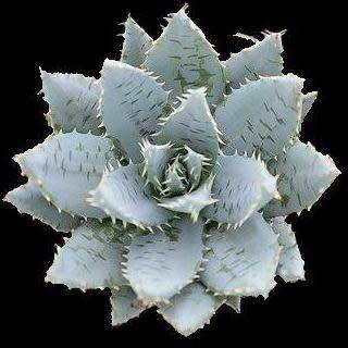 Aloe mitriformis - Bishop's Cap Aloe - 5 Seed Pack - Indigenous Succulent - Worldwide Shipping, NEW