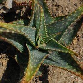 Aloe parvibracteata Seeds - Indigenous Succulent - Worldwide Shipping - NEW