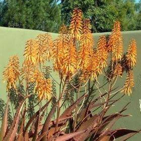 Aloe parvibracteata Seeds - Indigenous Succulent - Worldwide Shipping - NEW