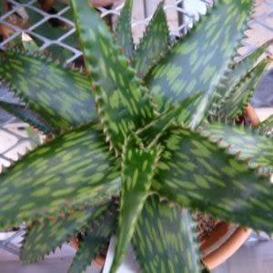 Aloe parvibracteata Seeds - Indigenous Succulent - Worldwide Shipping - NEW