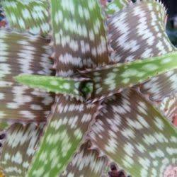 Aloe parvibracteata Seeds - Indigenous Succulent - Worldwide Shipping - NEW