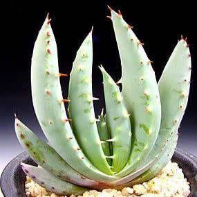 Aloe peglerae Seeds - Beautiful Indigenous Succulent - Worldwide Shipping, NEW