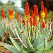 Aloe spectabilis Seeds - Natal Aloe - Indigenous Succulent - Worldwide Shipping
