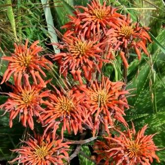 Aloe swynnertonii Seeds - Vumba Aloe - Indigenous Succulent + GET FREE SEEDS WITH ALL ORDERS