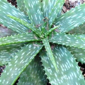 Aloe swynnertonii Seeds - Vumba Aloe - Indigenous Succulent + GET FREE SEEDS WITH ALL ORDERS
