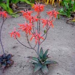 Aloe vogtsii Seeds - Vogts`s Aloe - Indigenous Succulent - Combined Worldwide Shipping
