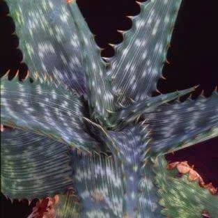 Aloe vogtsii Seeds - Vogts`s Aloe - Indigenous Succulent - Combined Worldwide Shipping
