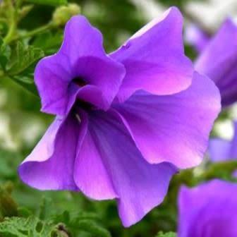 Alyogyne huegelii - Lilac Hibiscus Seeds - Exotic Perennial Flowering Shrub - New