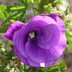 Alyogyne huegelii - Lilac Hibiscus Seeds - Exotic Perennial Flowering Shrub - New