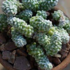 Anacampseros baeseckei Seeds - Indigenous Succulent - Worldwide Shipping,