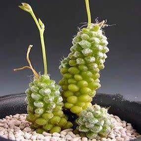 Anacampseros baeseckei Seeds - Indigenous Succulent - Worldwide Shipping,