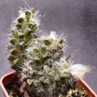 Anacampseros filamentosa Seeds - Indigenous Succulent - Worldwide Shipping