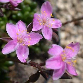Anacampseros filamentosa Seeds - Indigenous Succulent - Worldwide Shipping