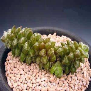 Anacampseros filamentosa Seeds - Indigenous Succulent - Worldwide Shipping