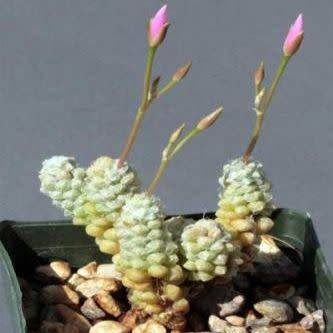 Anacampseros filamentosa Seeds - Indigenous Succulent - Worldwide Shipping