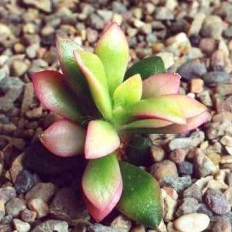 Anacampseros telephiastrum Seeds - Indigenous Succulent - Worldwide Shipping, NEW