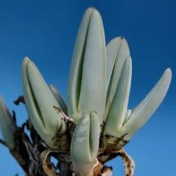 Antimima ventricosa - 5 Seed Pack - Indigenous Succulent Mesemb - Worldwide Shipping, NEW