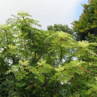 Aralia elata - Japanese Angelica Tree - Edible - 5 Seed Pack - Flat Ship Rate - New