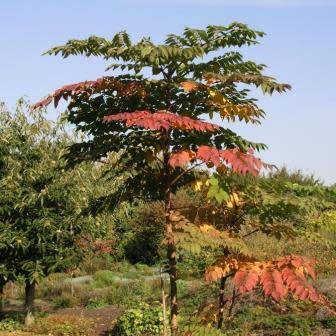 Aralia elata - Japanese Angelica Tree - Edible - 5 Seed Pack - Flat Ship Rate - New