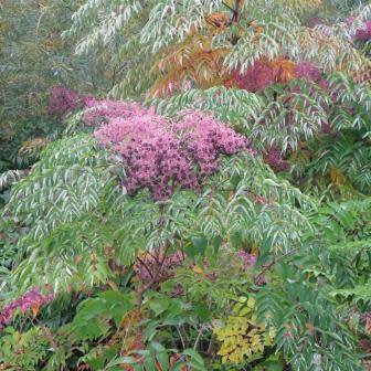 Aralia elata - Japanese Angelica Tree - Edible - 5 Seed Pack - Flat Ship Rate - New