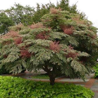 Aralia elata - Japanese Angelica Tree - Edible - 5 Seed Pack - Flat Ship Rate - New