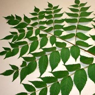 Aralia elata - Japanese Angelica Tree - Edible - 5 Seed Pack - Flat Ship Rate - New