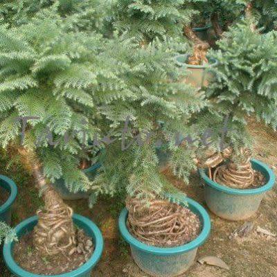 Araucaria heterophylla - Norfolk Island Pine - 5 Seed Pack - Evergreen Exotic Bonsai - NEW
