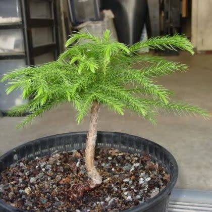 Araucaria heterophylla - Norfolk Island Pine - 5 Seed Pack - Evergreen Exotic Bonsai - NEW