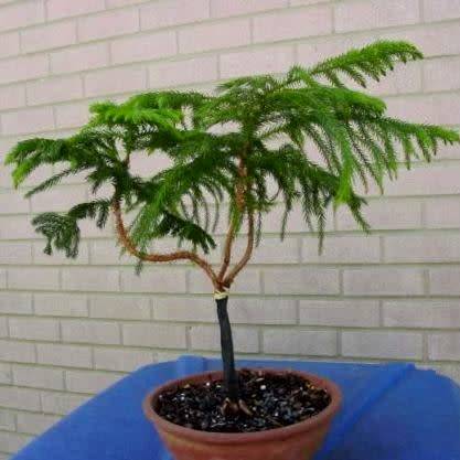 Araucaria heterophylla - Norfolk Island Pine - 5 Seed Pack - Evergreen Exotic Bonsai - NEW
