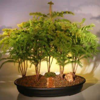 Araucaria heterophylla - Norfolk Island Pine - 5 Seed Pack - Evergreen Exotic Bonsai - NEW