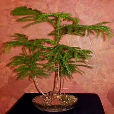 Araucaria heterophylla - Norfolk Island Pine - 5 Seed Pack - Evergreen Exotic Bonsai - NEW