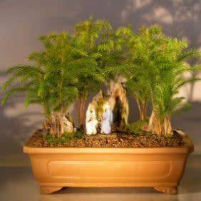 Araucaria heterophylla - Norfolk Island Pine - 5 Seed Pack - Evergreen Exotic Bonsai - NEW