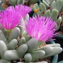 Argyroderma fissum -10 Seed Pack - Indigenous Succulent Mesemb -Verfied Seller, Global Shipping- NEW