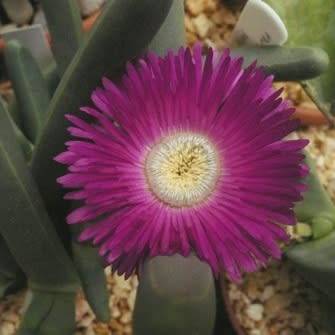 Argyroderma fissum -10 Seed Pack - Indigenous Succulent Mesemb -Verfied Seller, Global Shipping- NEW