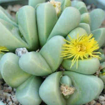 Argyroderma patens Seeds - Indigenous Succulent Mesemb -Verfied Seller, Global Shipping- NEW