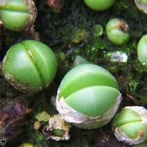 Argyroderma patens Seeds - Indigenous Succulent Mesemb -Verfied Seller, Global Shipping- NEW