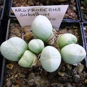 Argyroderma subalbum Seeds - Indigenous Succulent Mesemb - Verfied Seller Global Shipping - NEW