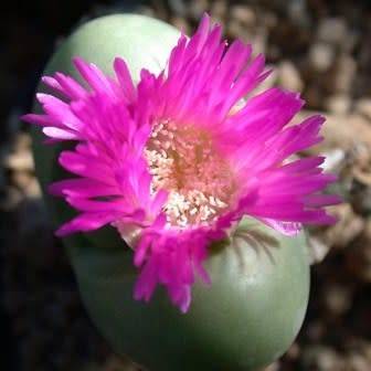 Argyroderma testiculare Seeds - Indigenous Succulent Mesemb - Global Shipping - NEW