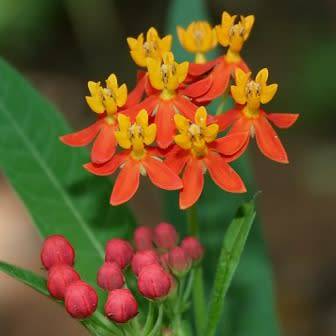 Asclepias curassavica Seeds - Evergreen Perennial Flowering Butterfly Shrub - New
