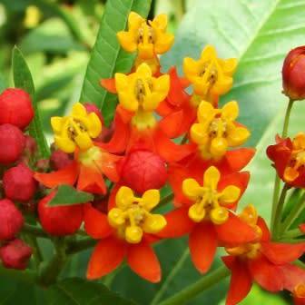 Asclepias curassavica Seeds - Evergreen Perennial Flowering Butterfly Shrub - New