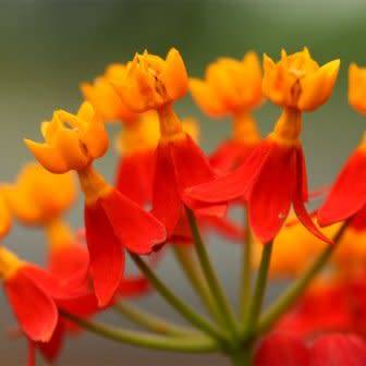 Asclepias curassavica Seeds - Evergreen Perennial Flowering Butterfly Shrub - New
