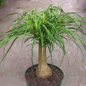 Ponytail Palm - Beaucarnea recurvata Seeds - Nolina recurvata - Exotic Tropical Tree